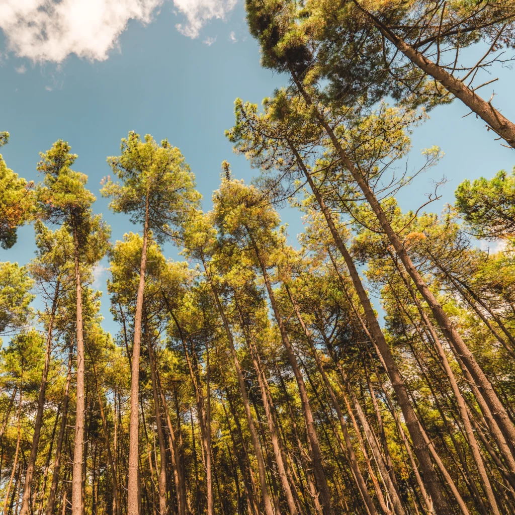 Una rigogliosa foresta. molti alberi sono salvi grazie alla relazione fra ambiente e e-commerce siccome molti verrebbero ancora usati per i cataloghi pubblicitari.